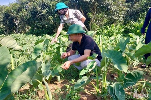Introducing new crops into production