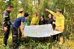 'Preserving green of forests