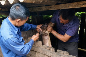 Protecting livestock against disease risks