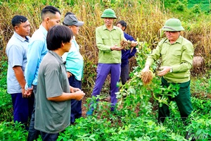 Quảng Lâm promotes crop structure conversion