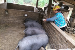 Elevating vocational training efficiency for rural laborers