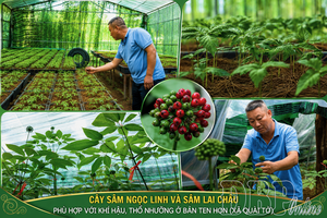 Sustainable livelihood under green forests