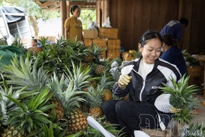 End of Pu Lau pineapple season