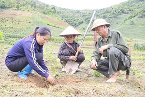 Racing to complete new coffee and macadamia planting season