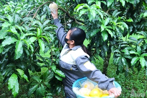 Mường Ảng Golden Star Apple expands into Hà Nội market