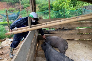 Búng Lao tightens disease management across pig herds