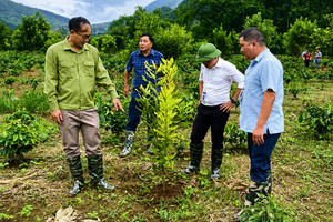 Focusing on caring for newly planted coffee and macadamia areas