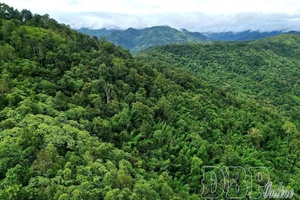 Điện Biên sees opportunity in carbon credit market