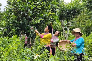 Fragrant tea aroma of Xạ Phang people