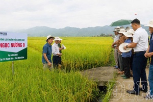 Thanh Nưa develops strengths and potentials