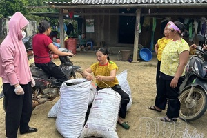 Macadamia harvest season across hillsides