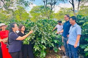 Vitality of the Mường Ảng coffee region