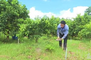 Planting area codes - “Key” to expanding the agricultural product market