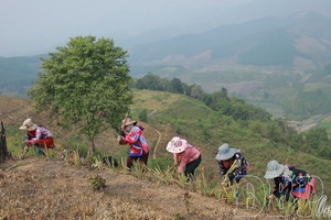 Na Sang expands pineapple cultivation area