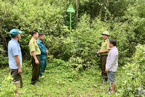 Tightening management and forest protection