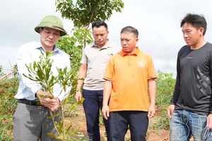 Preparing foundation to participate in forest carbon credit market