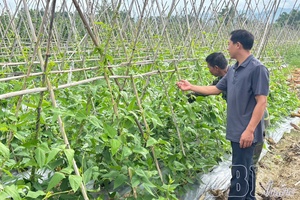 Tax relief, fresh momentum for Điện Biên farmers