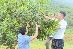 Chiềng Sinh’s shift to high-value agriculture