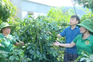 Planting area codes for Điện Biên agricultural produce