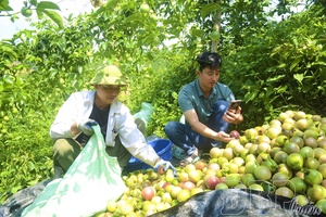 Opening sustainable development direction for passion fruit