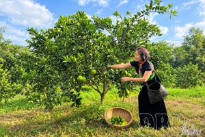 'Applying biotechnology in agricultural production