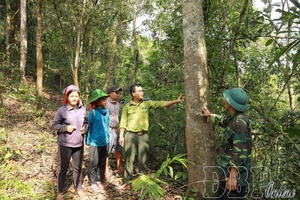 Guarding Điện Biên’s forests and biodiversity