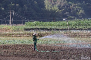 Turning winter crop into major production season