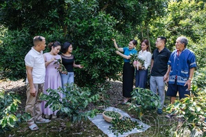 The journey of bringing Điện Biên macadamia soaring far