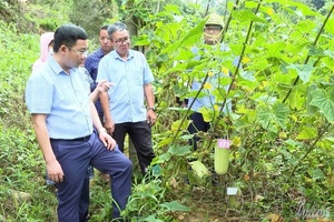 Restoring indigenous Hmông cucumber, developing commercial commodities