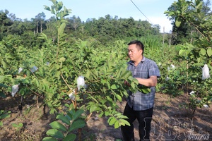 Converting upland rice land to perennial crop cultivation