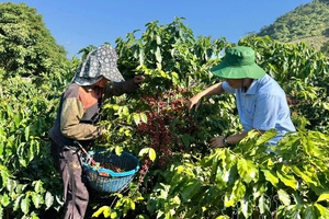 'Điện Biên steps up EUDR implementation for coffee