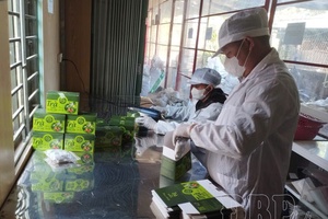 Tủa Chùa solanum procumbens: From a new crop to Mai An Tiêm Award