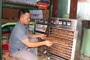 Tuần Giáo macadamia flies far