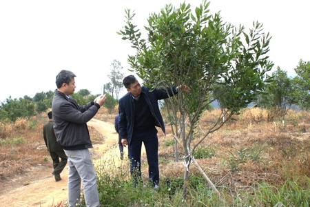 Prioritizing macadamia - Restructuring agriculture for sustainable growth