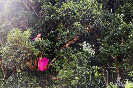 Aspiration for prosperity from ancient tea trees