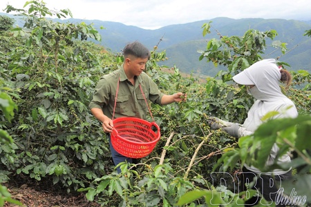 Quài Tở restructures agriculture