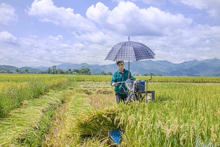 Creating seed sources on Mường Thanh rice field