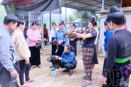 How Điện Biên province is transforming rural livelihoods