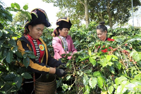 Búng Lao boosts eco-tourism combined with production experience