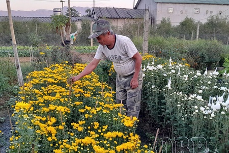 Bustling Tết flower and ornamental plant season