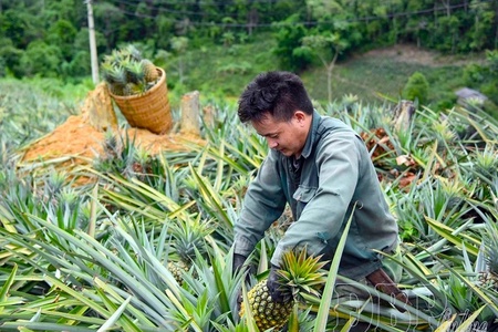 Mường Nhà sets sights on large scale pineapple production