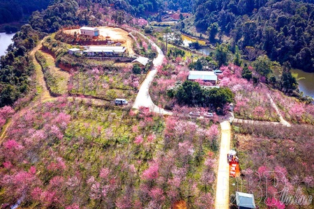 Brilliant colors of cherry blossoms in Điện Biên