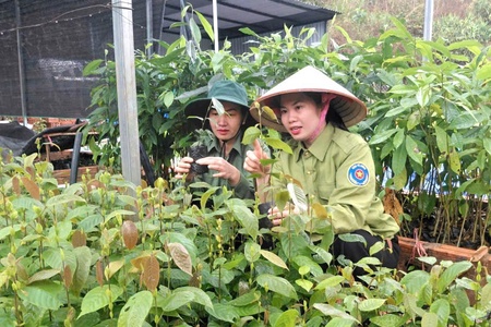 Ensuring seedling supply for 2026 afforestation season