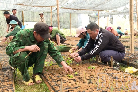 Coffee cultivation brings new hope in Mường Mùn