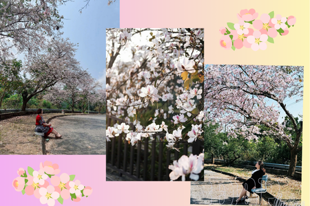 Where iconic blossoms stop travelers during their stay in Điện Biên