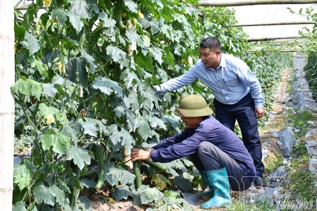 Green gold: Wax gourds take root in Nậm Kè