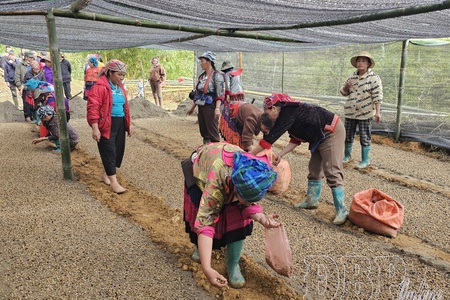 Điện Biên scales up coffee and macadamia cultivation