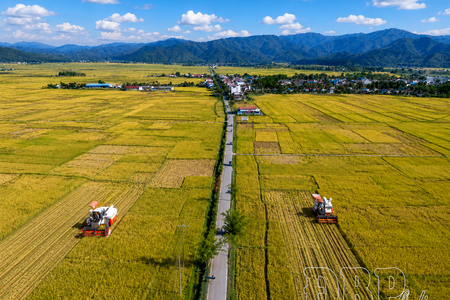 Maximizing effectiveness of Điện Biên rice geographical indication