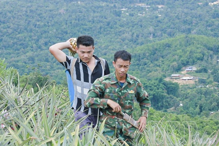 Ripe pineapple season on Phình Giàng hillsides