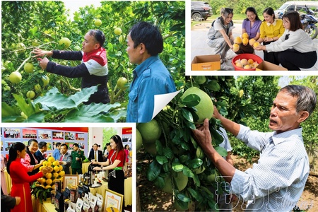 Điện Biên expands its fruit tree “map”